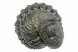 Wide, Bumpy Enrolled Morocops Trilobite - Morocco #383421-1